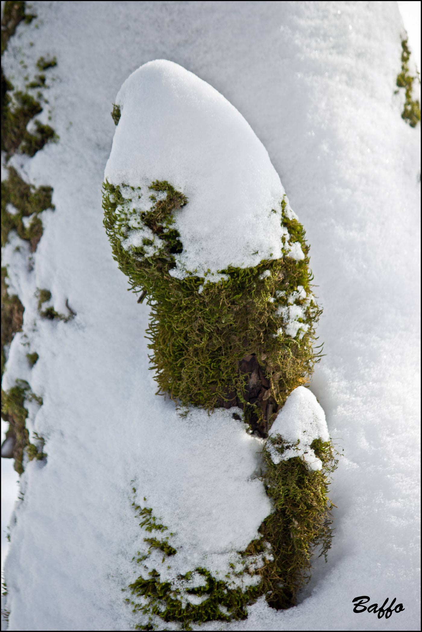 Alberi d''inverno... un invito